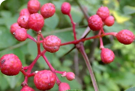 Prickly Ash